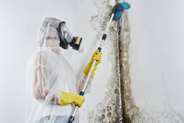 Why You Should Choose Our Mold Remediation Services in Bushyhead, OK